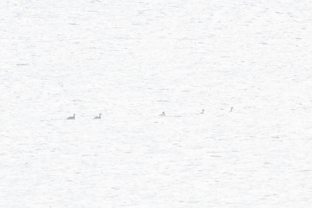 Txilinporta urrebelarria - ML645418850