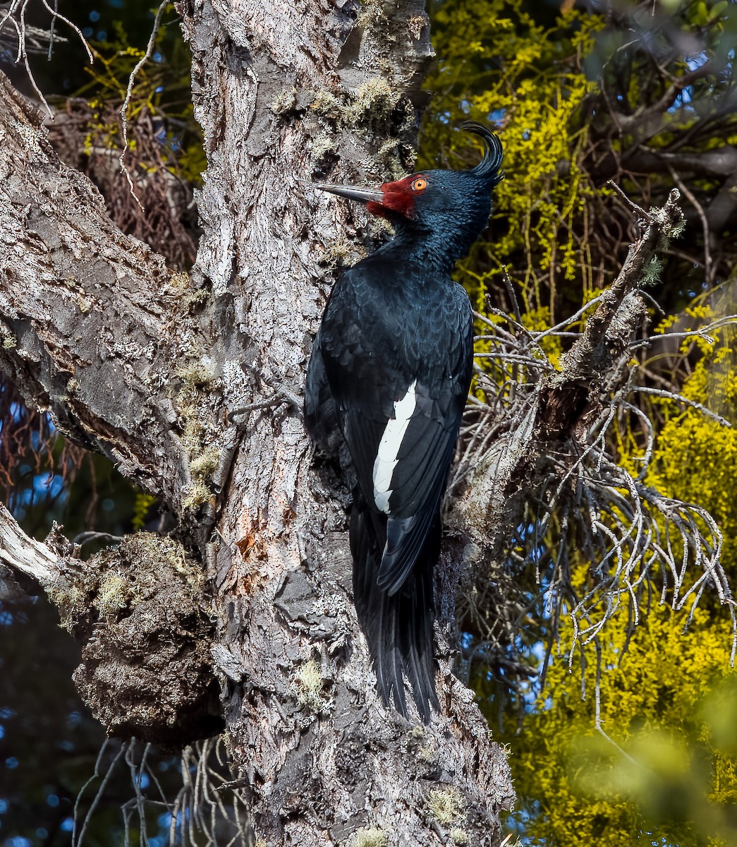 Magellanic Woodpecker - ML645418856