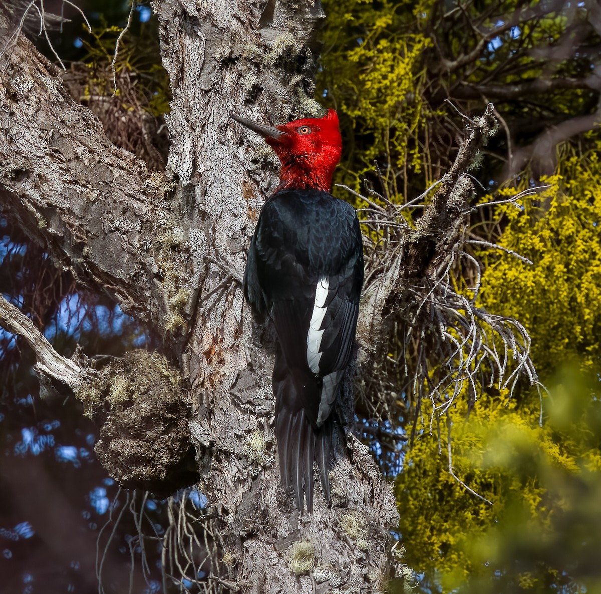 Magellanic Woodpecker - ML645418859
