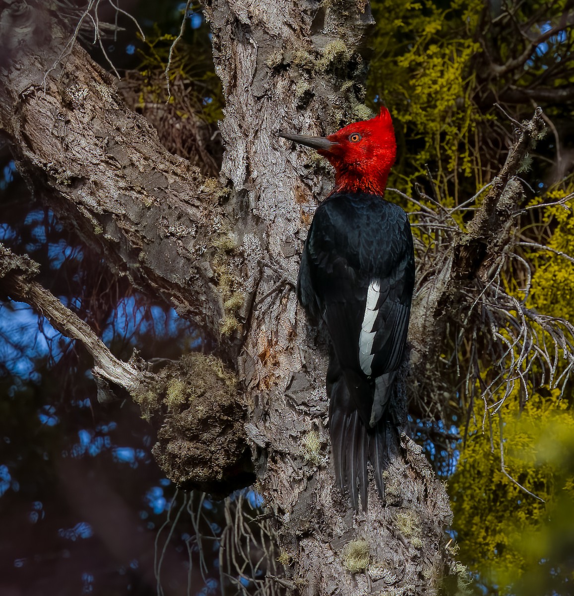 Magellanic Woodpecker - ML645418860