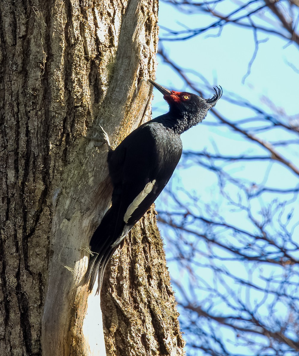 Magellanic Woodpecker - ML645418861