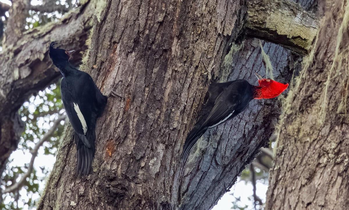 Magellanic Woodpecker - ML645418863