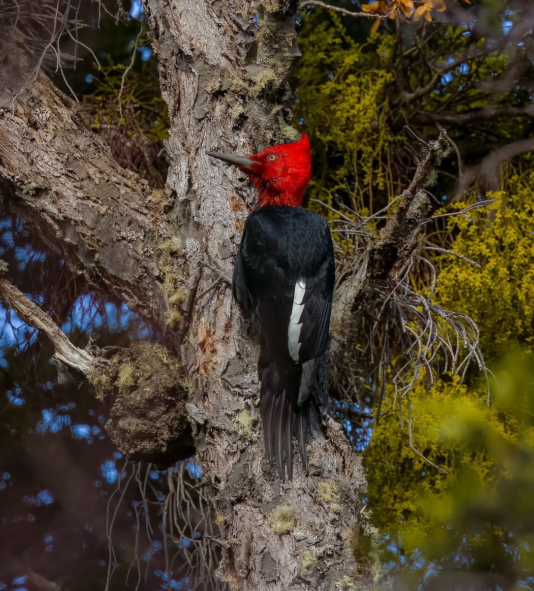 Magellanic Woodpecker - ML645418865