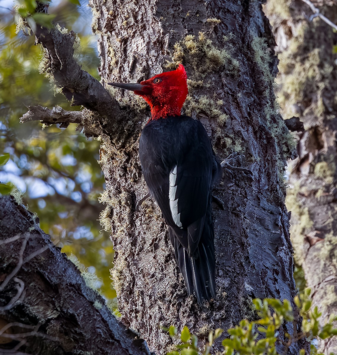 Magellanic Woodpecker - ML645418866
