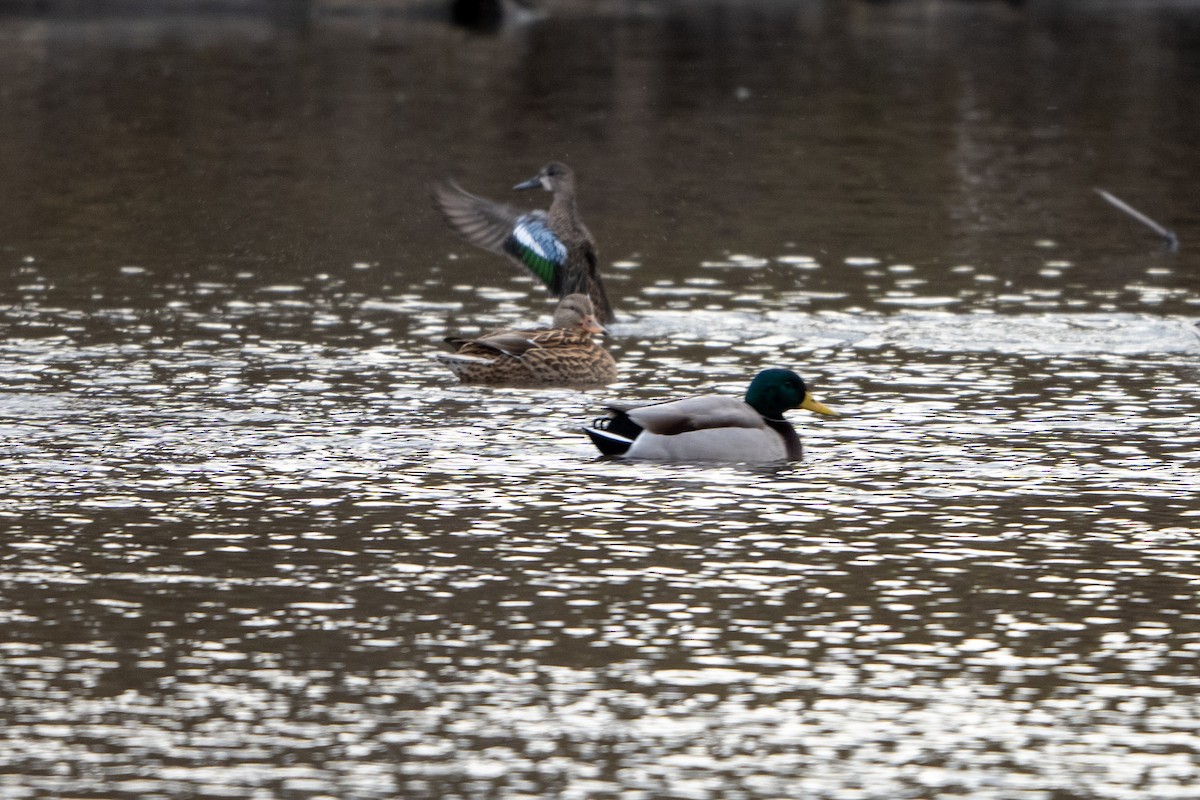 Blue-winged Teal - ML645418891