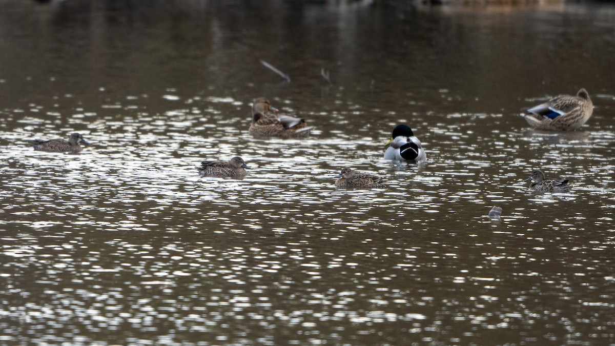 Blue-winged Teal - ML645418892
