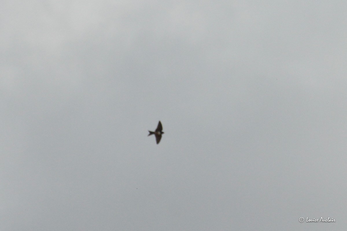 White-banded Swallow - ML645418899