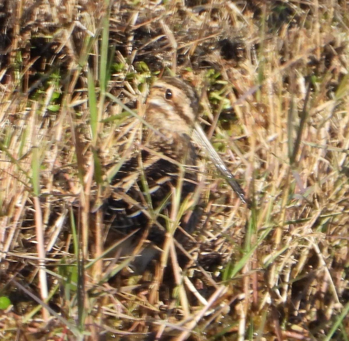 Wilson's Snipe - ML645418900
