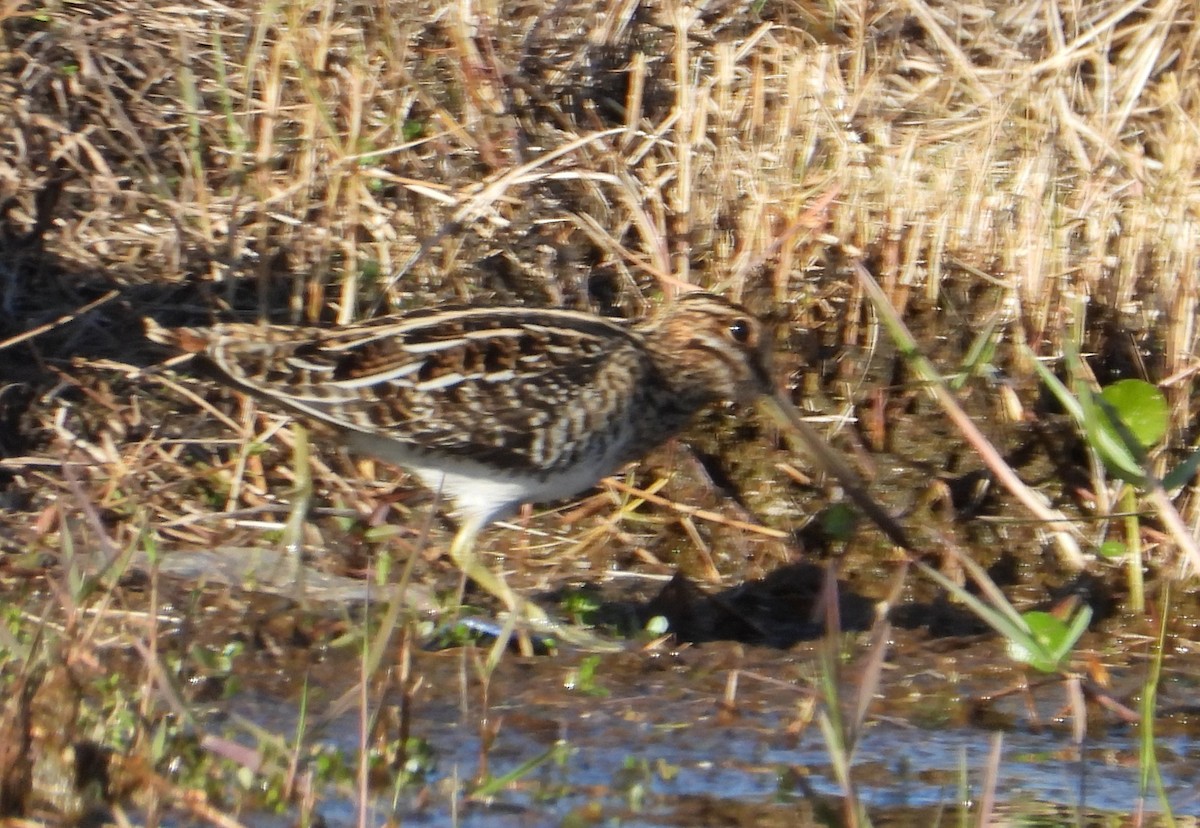 Wilson's Snipe - ML645418901