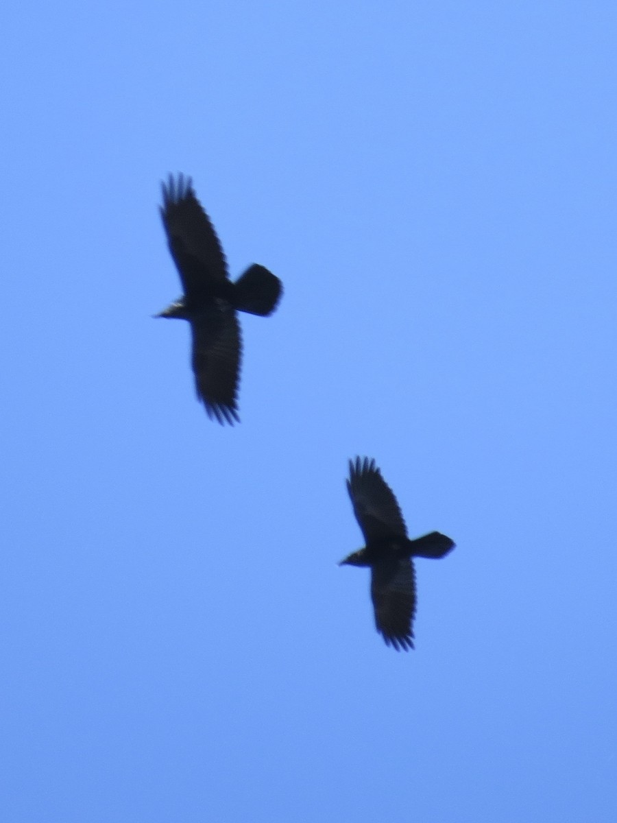 עורב שחור - ML645418907