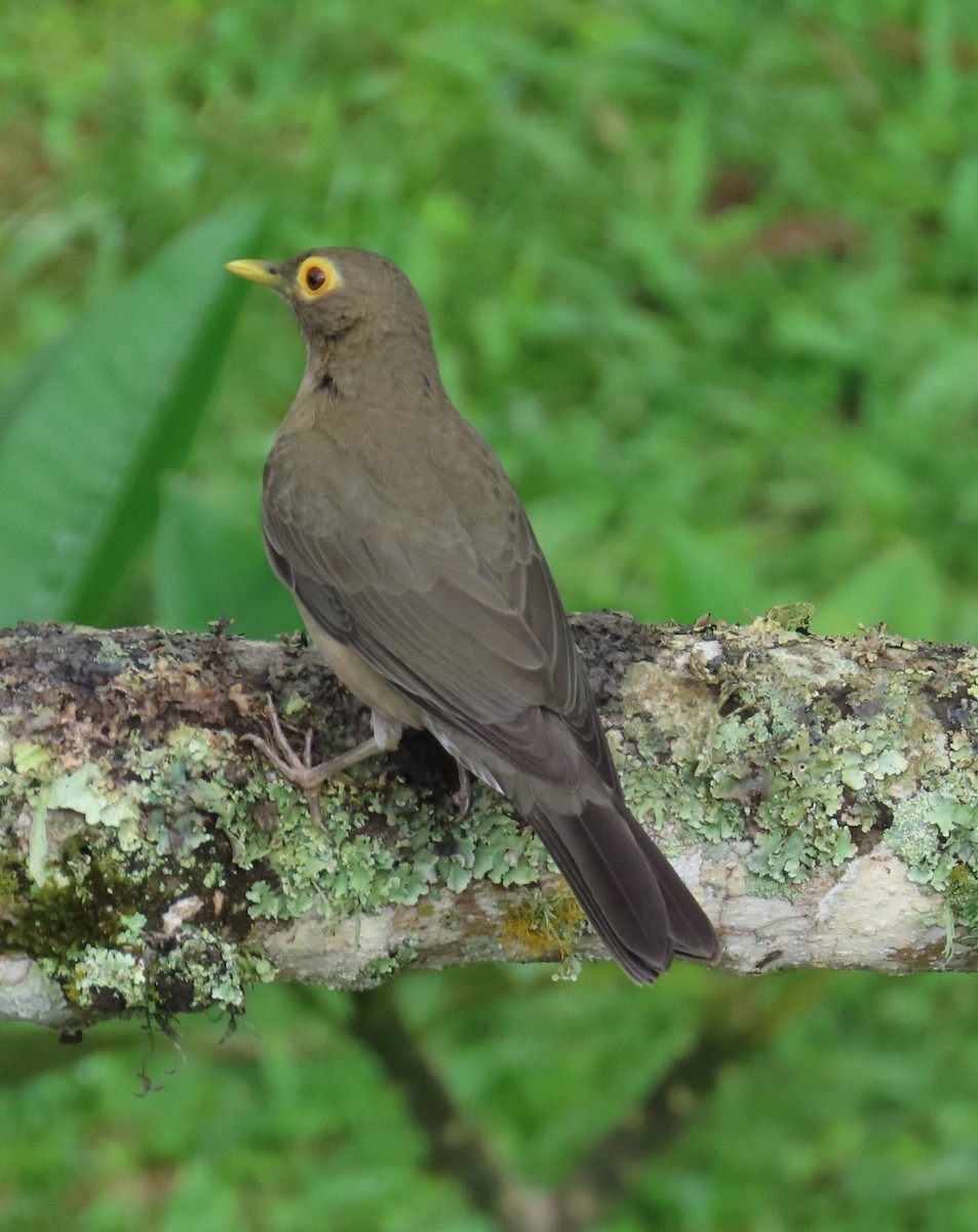 Çıplak Gözlü Ardıç - ML645418916