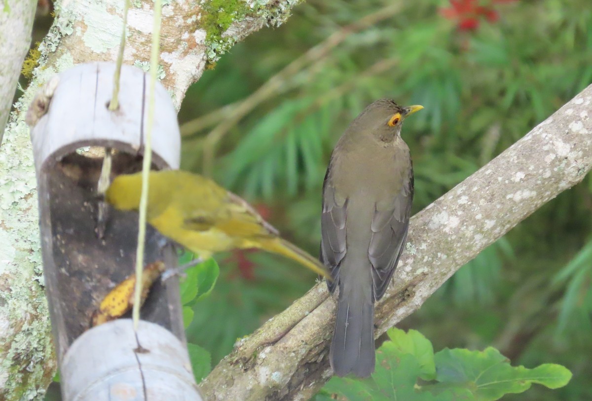 Çıplak Gözlü Ardıç - ML645418941