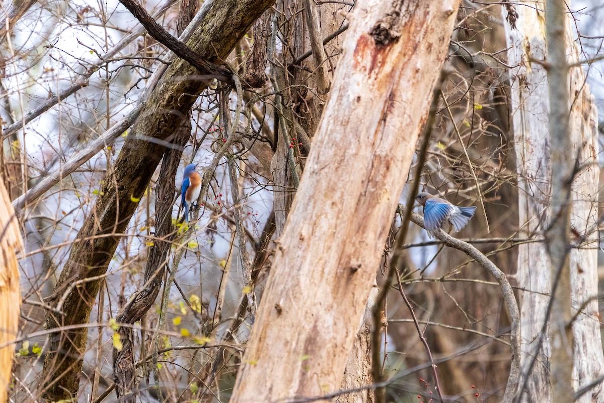 Eastern Bluebird - ML645418943