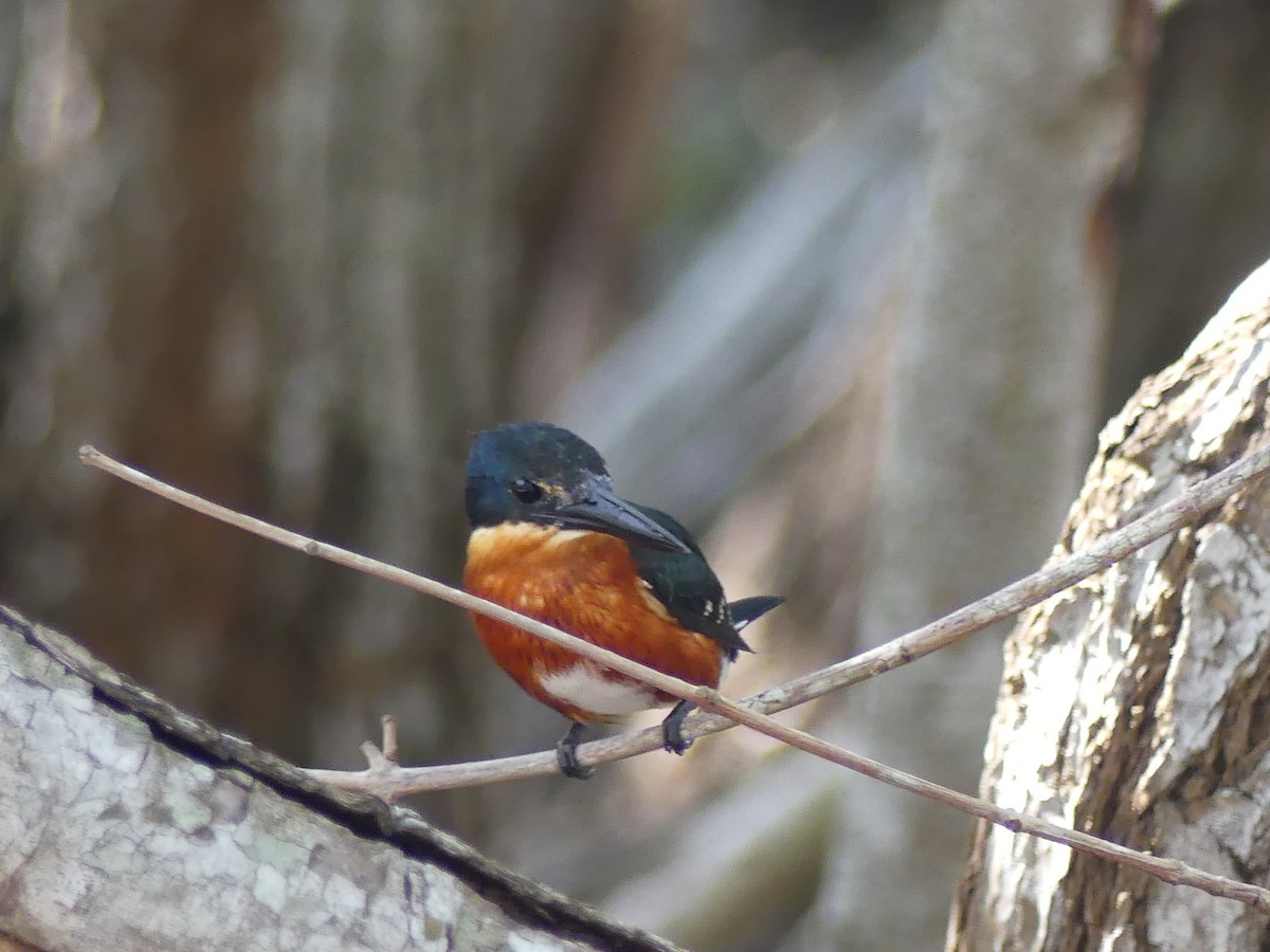 American Pygmy Kingfisher - ML645418951