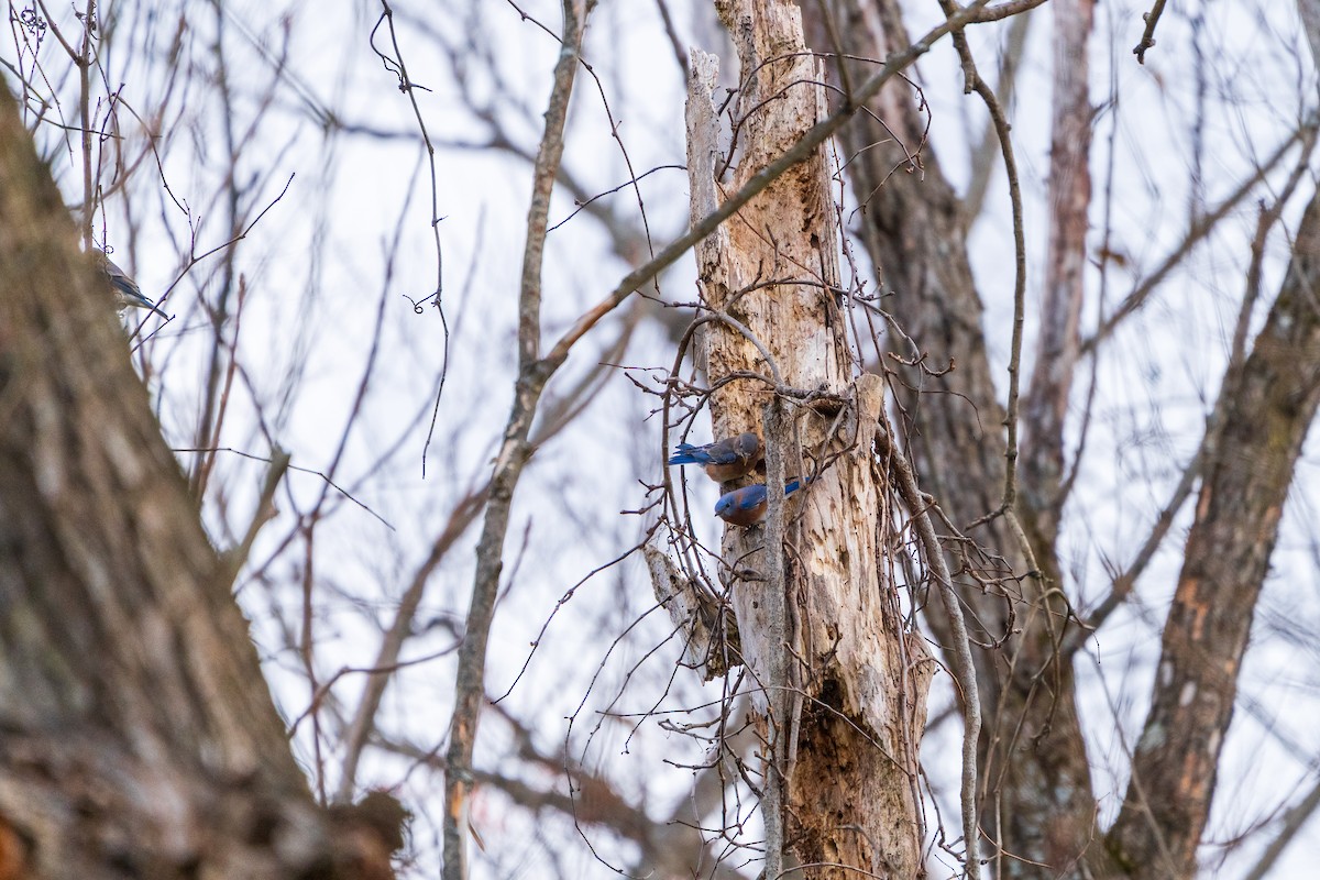 Eastern Bluebird - ML645418957