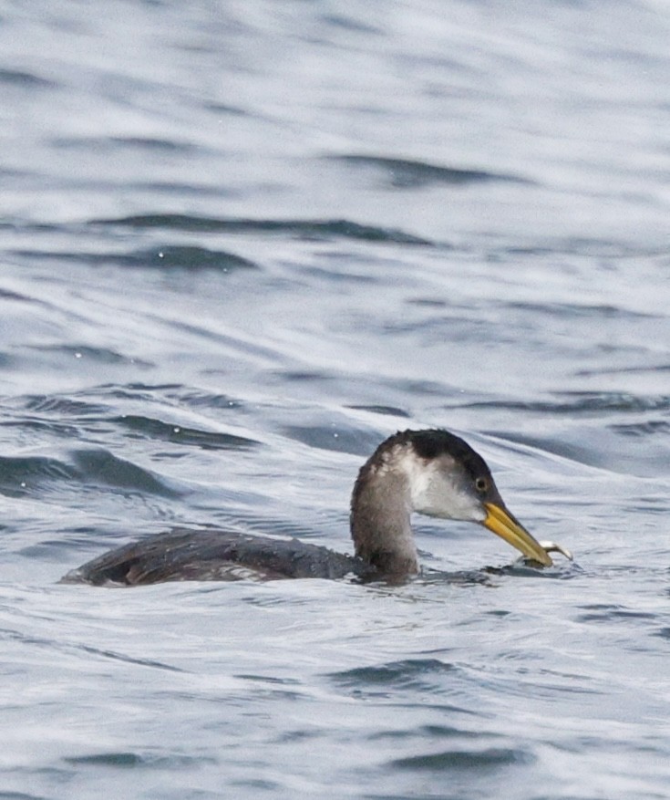 Red-necked Grebe - ML645418958