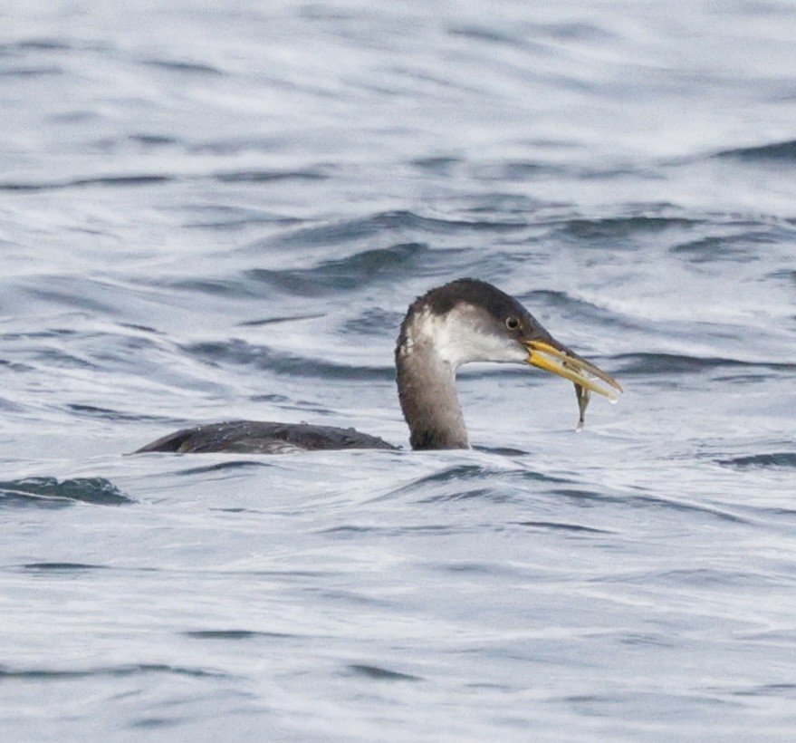 Red-necked Grebe - ML645418959