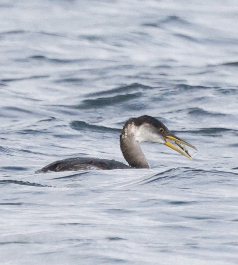 Red-necked Grebe - ML645418960