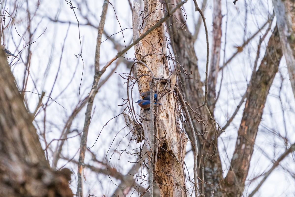 Eastern Bluebird - ML645418965