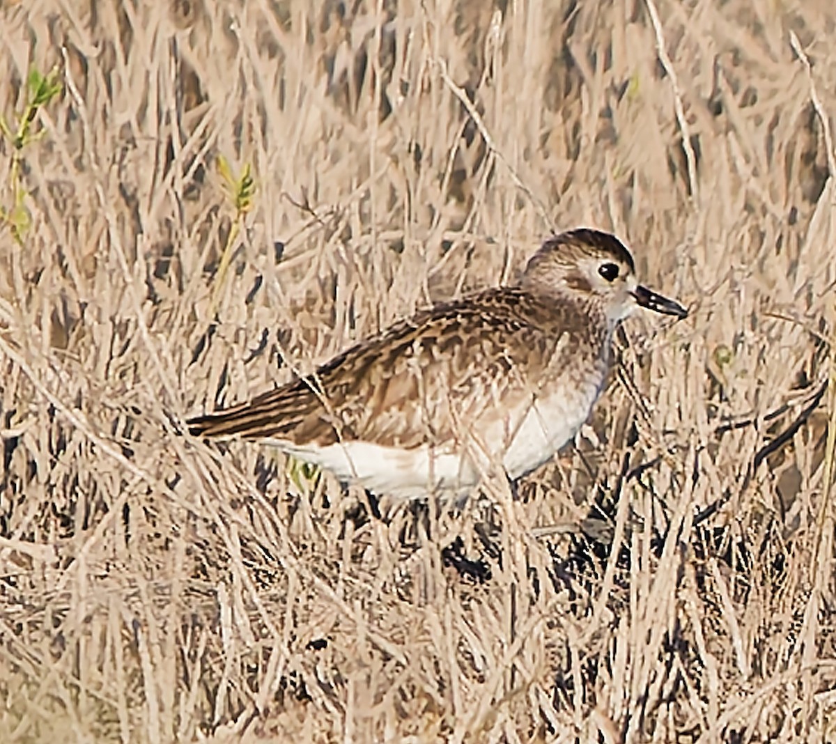 Black-bellied Plover - ML645418975