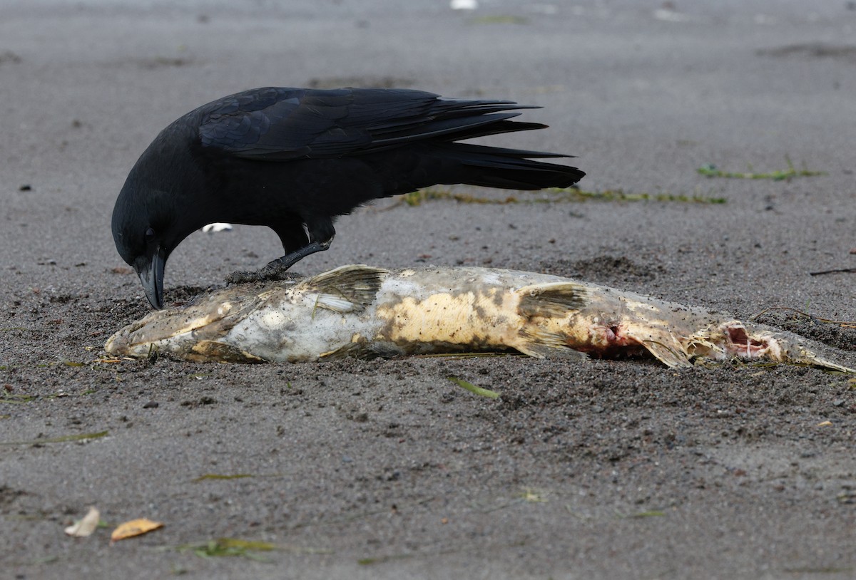 American Crow - ML645418976