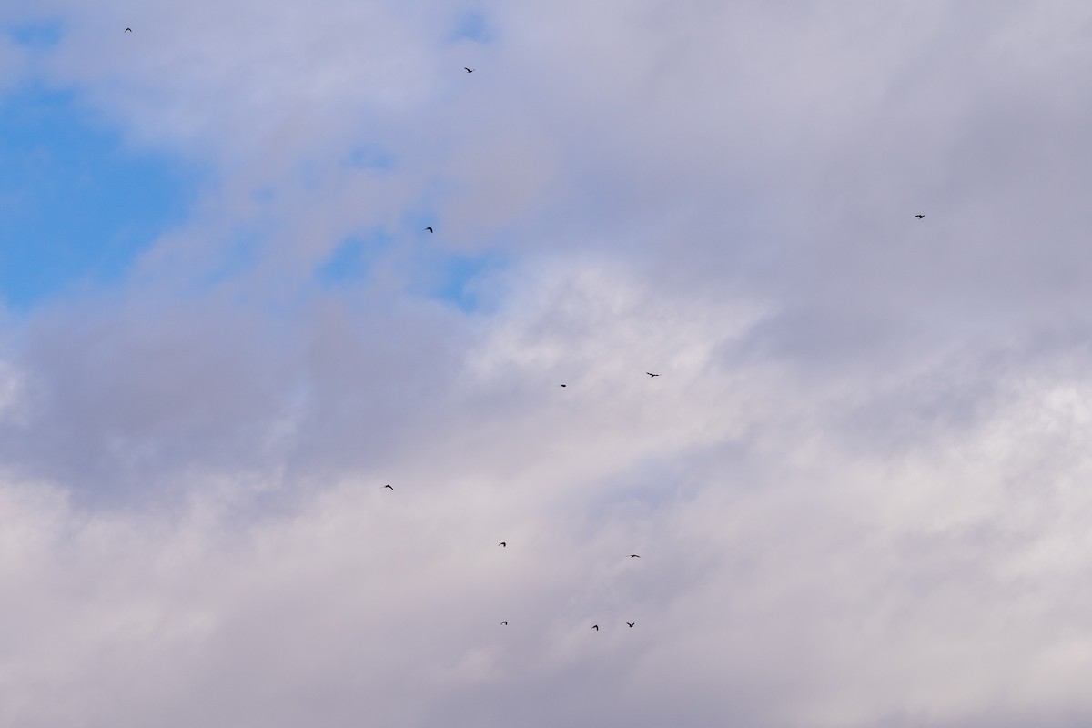 American Crow - ML645418981