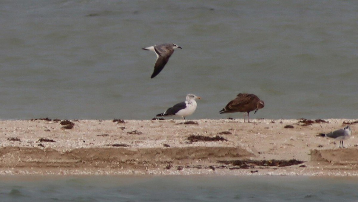 Zafferano - ML645418982