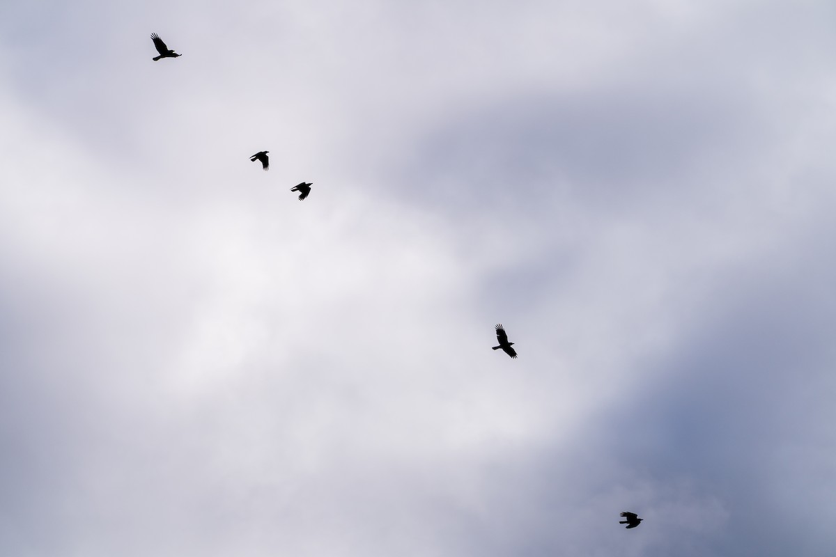 American Crow - ML645418989