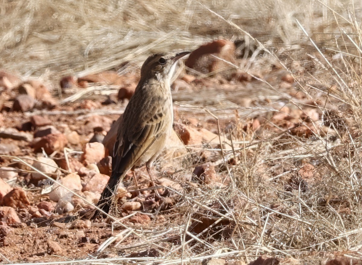Nicholson's Pipit - ML645419002