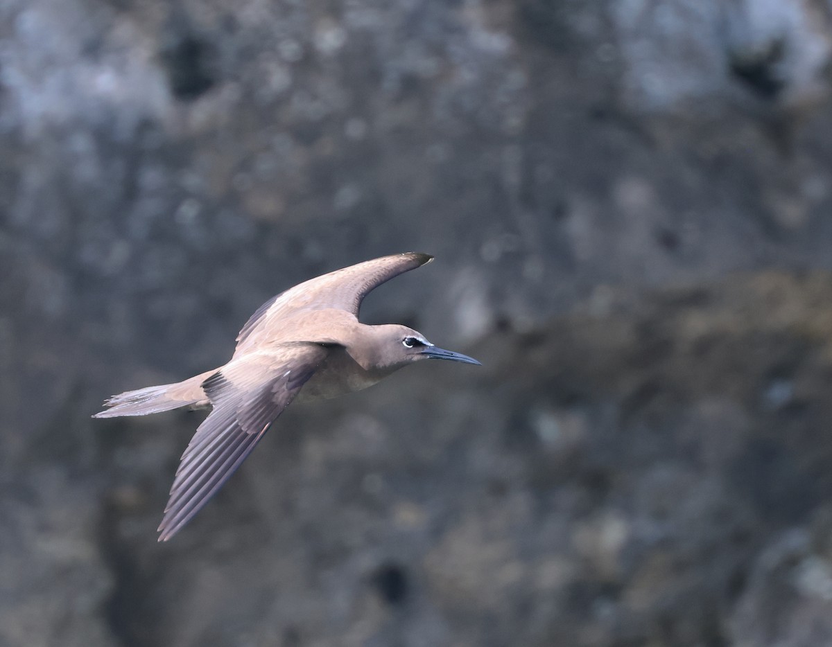 Brown Noddy - ML645419003