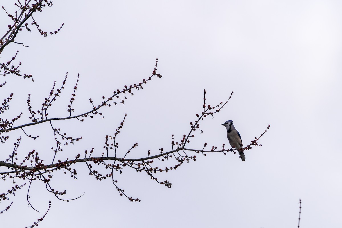 Blue Jay - ML645419005