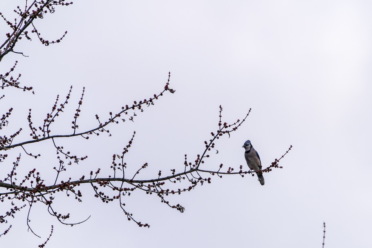 Blue Jay - ML645419006