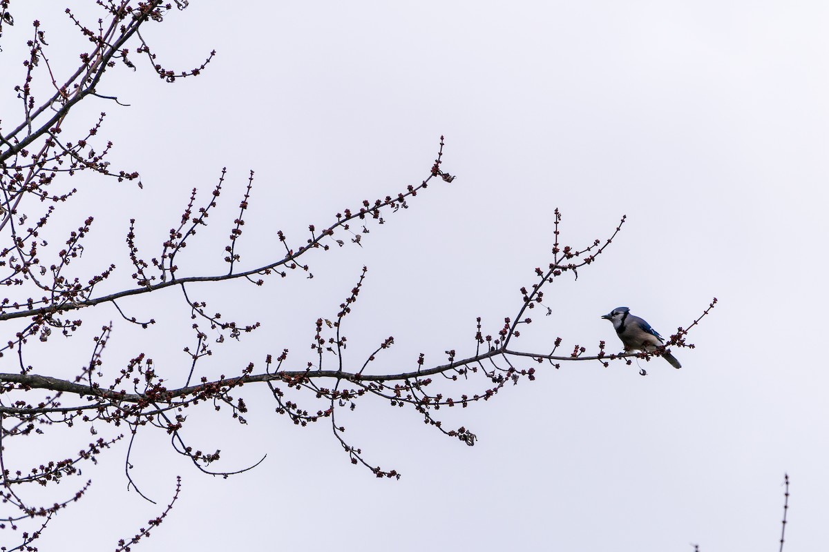 Blue Jay - ML645419007