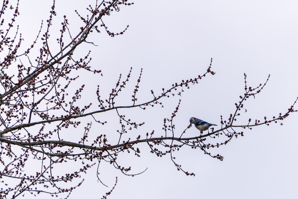 Blue Jay - ML645419008