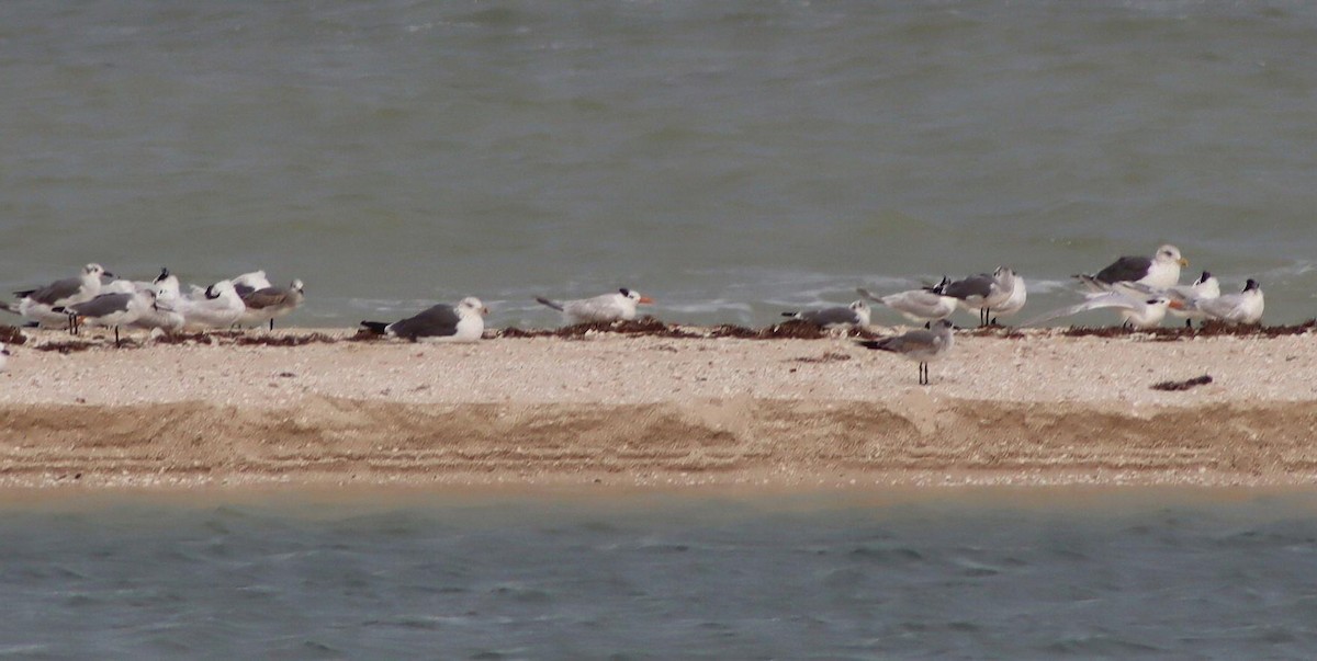 Zafferano - ML645419009