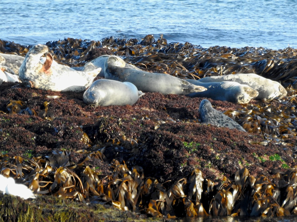 Atlantic Grey Seal - ML645419010