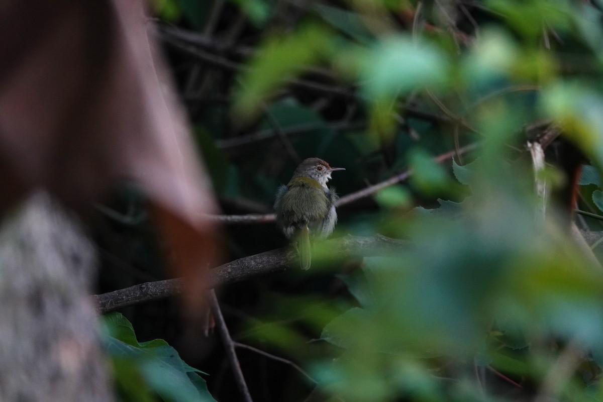 Common Tailorbird - ML645419014