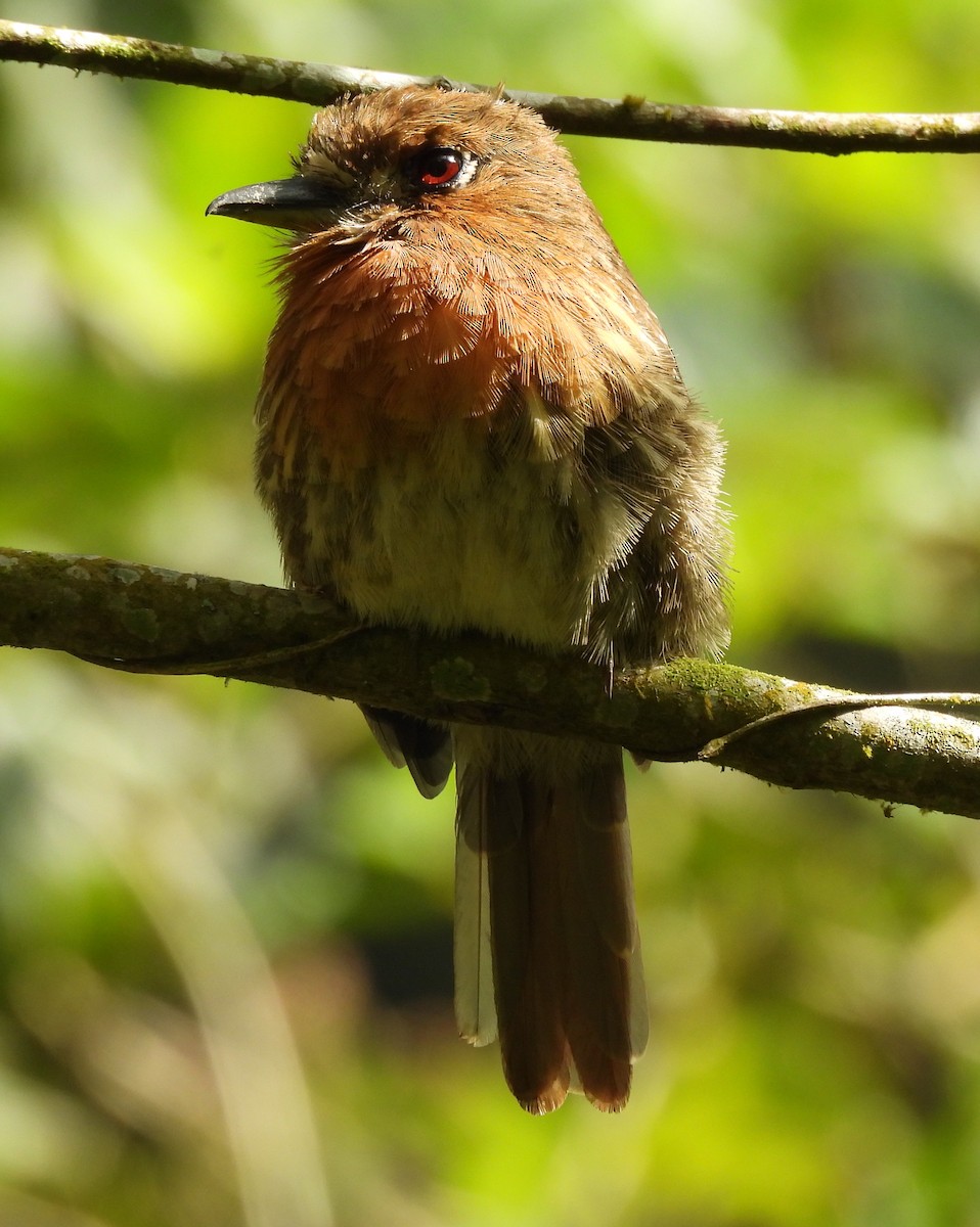 Moustached Puffbird - ML645419017