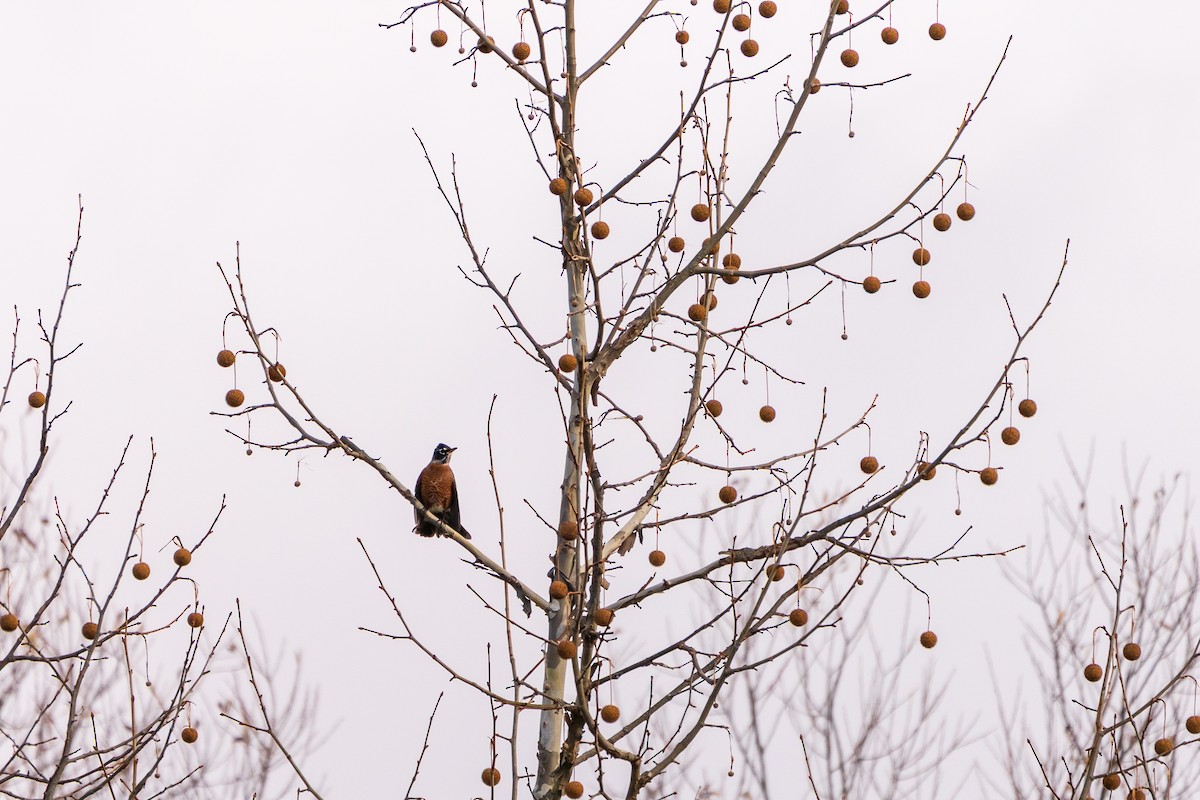 Дрізд мандрівний - ML645419020