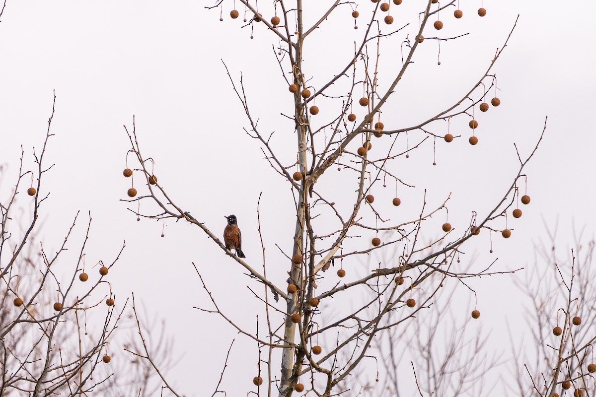 Дрізд мандрівний - ML645419021