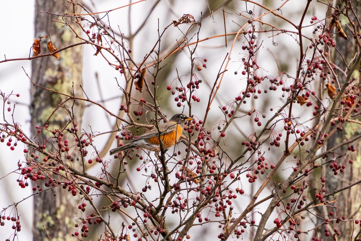 Дрізд мандрівний - ML645419028