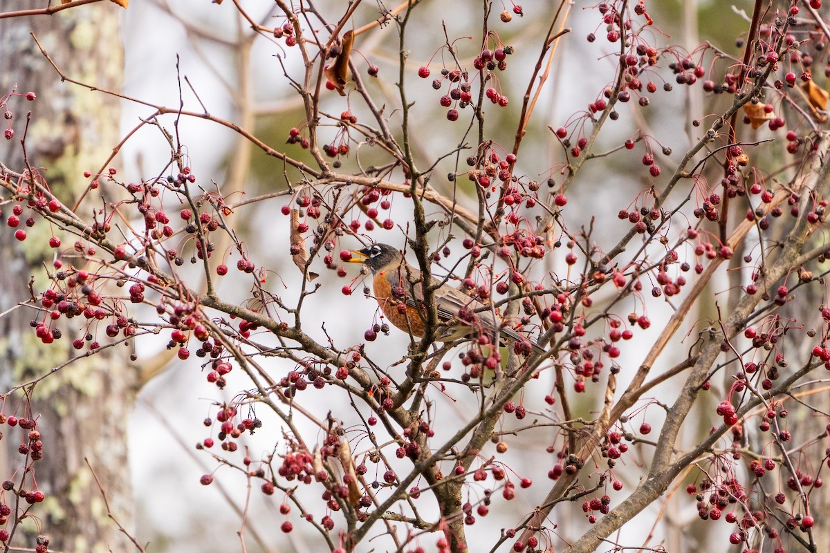 Дрізд мандрівний - ML645419030