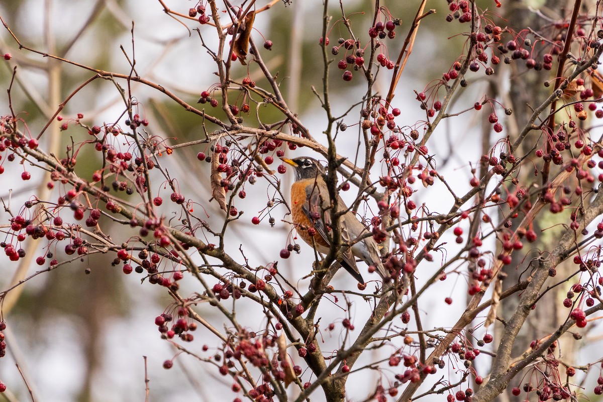 Дрізд мандрівний - ML645419034