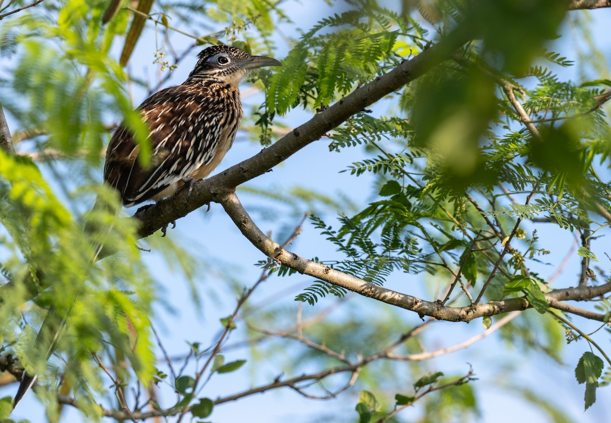 Lesser Roadrunner - ML645419050