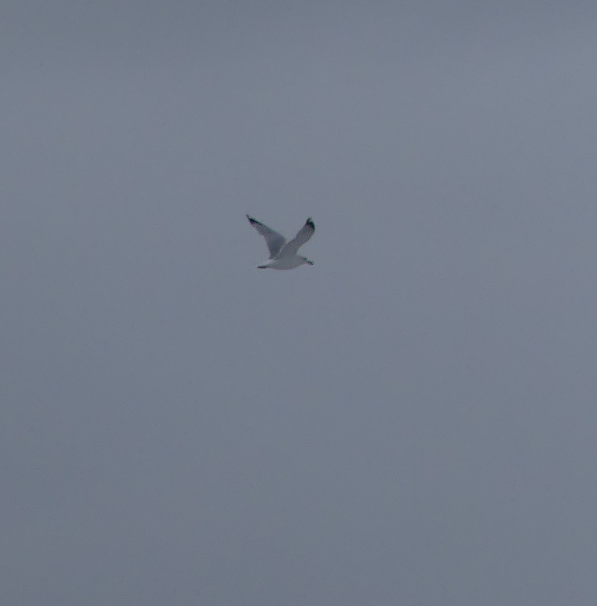 Ring-billed Gull - ML645419053