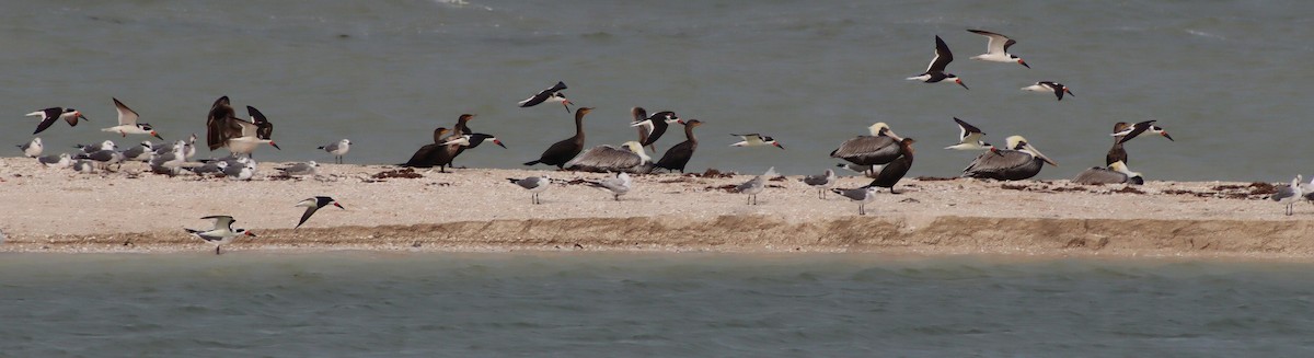 zoboun americký - ML645419063