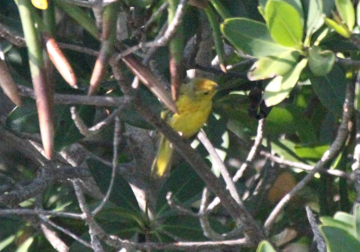 Mangrove Yellow Warbler - ML645419064