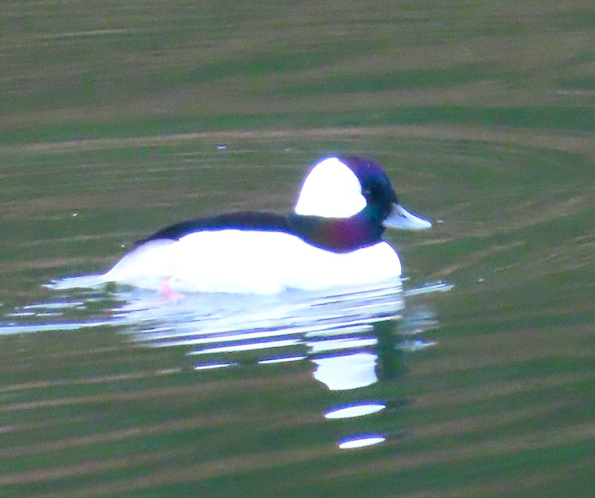 Bufflehead - ML645419066