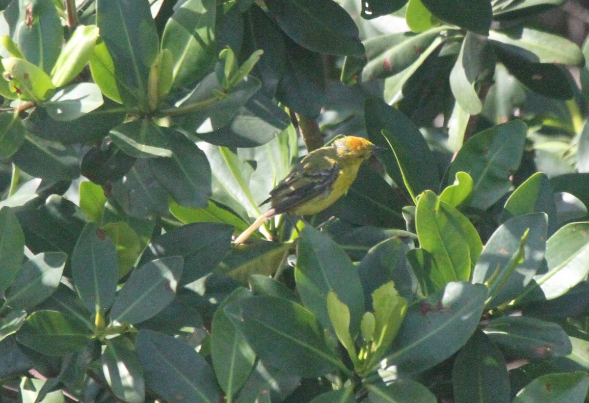 Mangrove Yellow Warbler - ML645419071