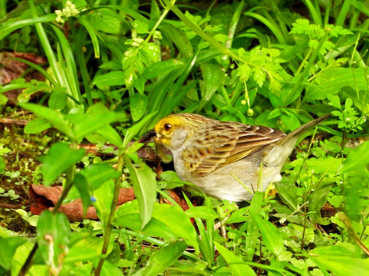 Yellow-browed Sparrow - ML645419073